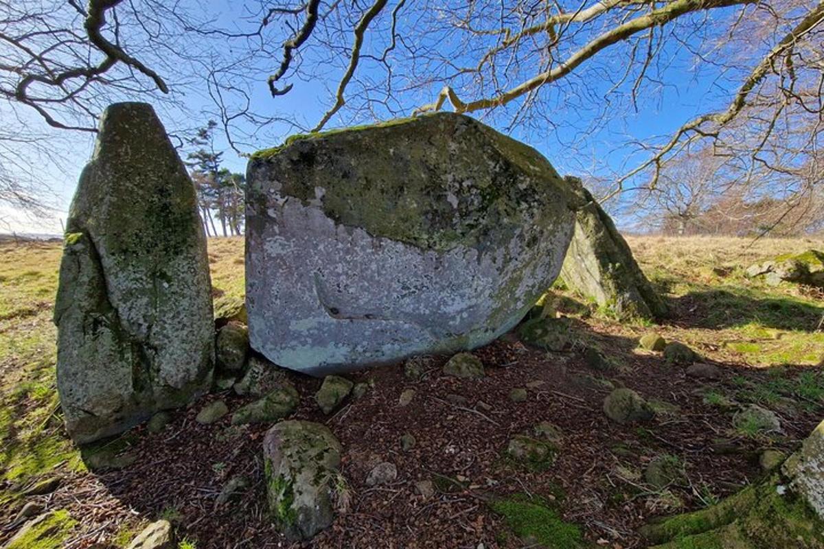 una grande roccia posta in un campo accanto a un albero