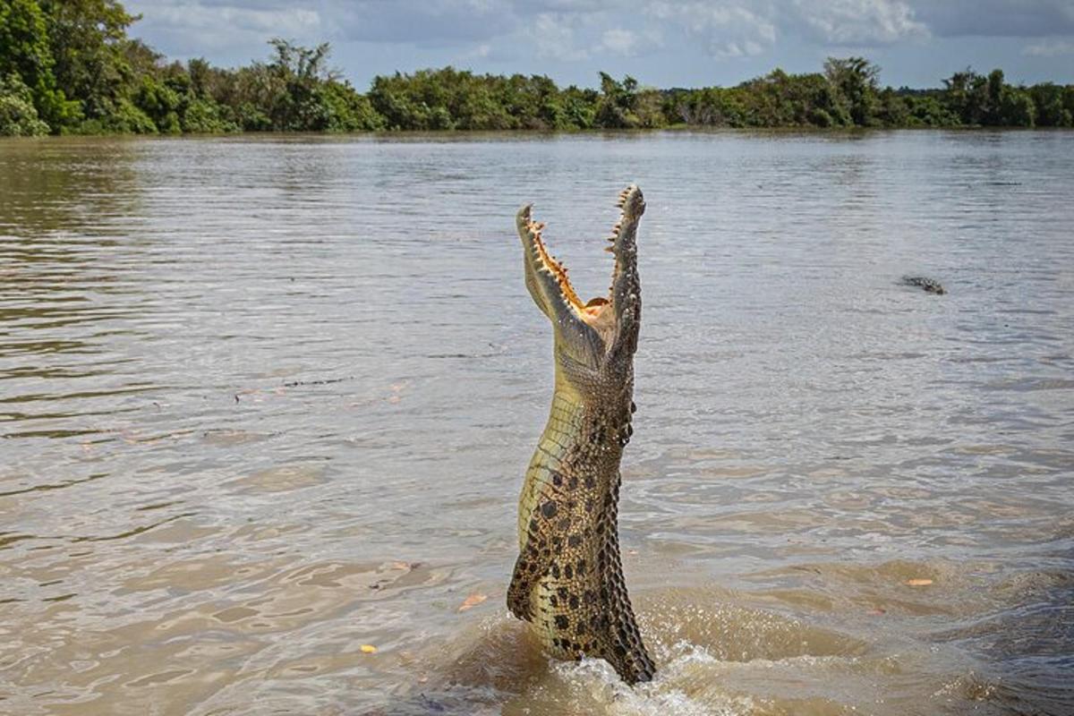 a alligator standing in the water with its arms in the air