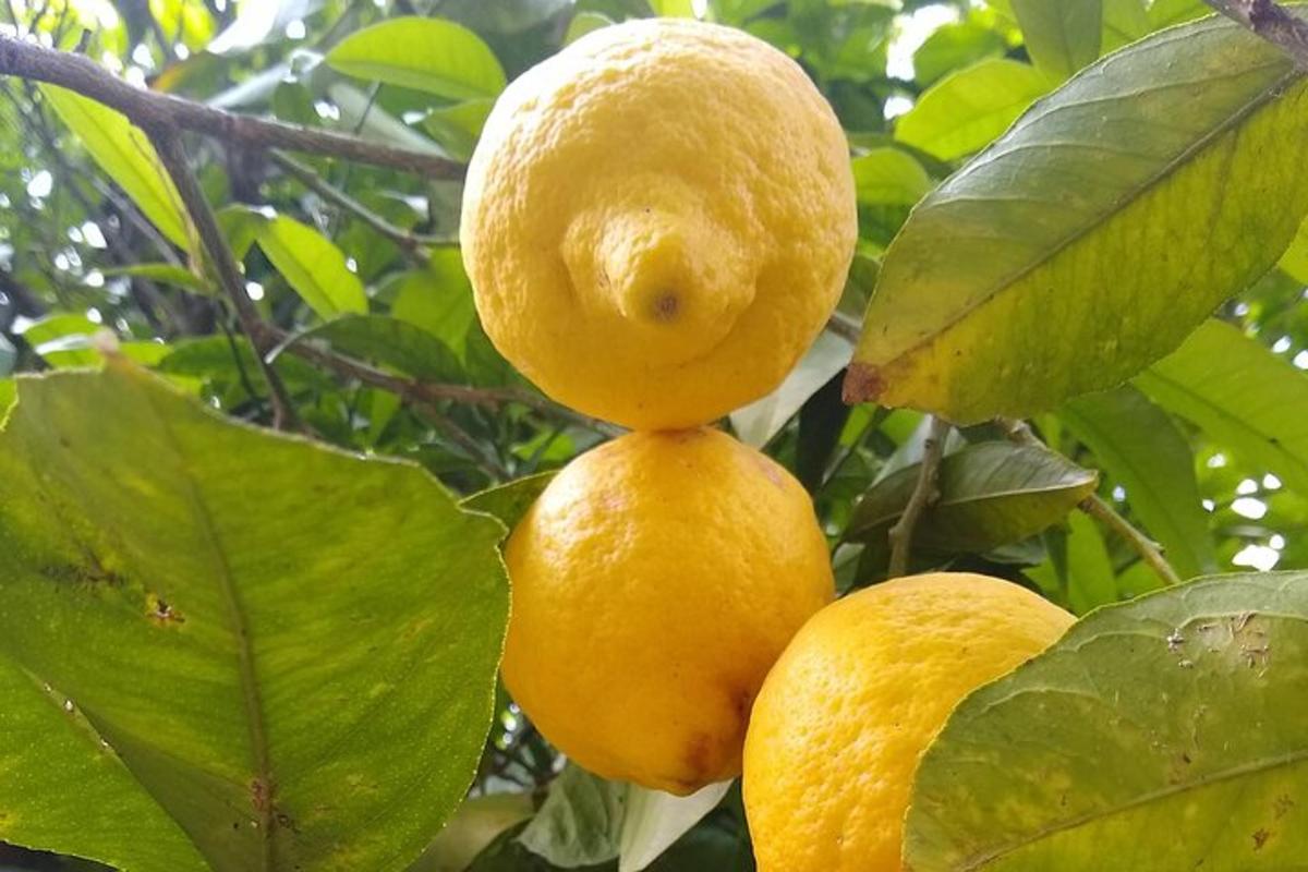 a group of oranges hanging from a tree