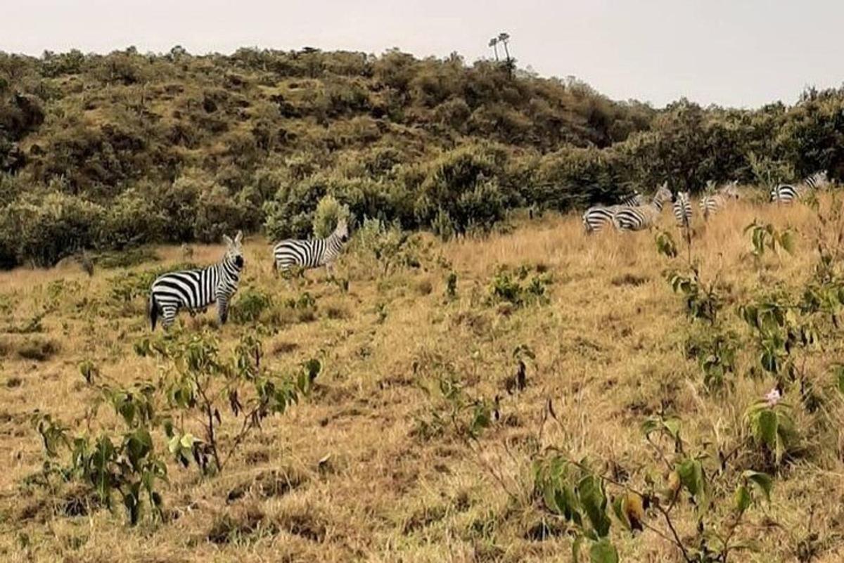una mandria di zebre in piedi in un campo