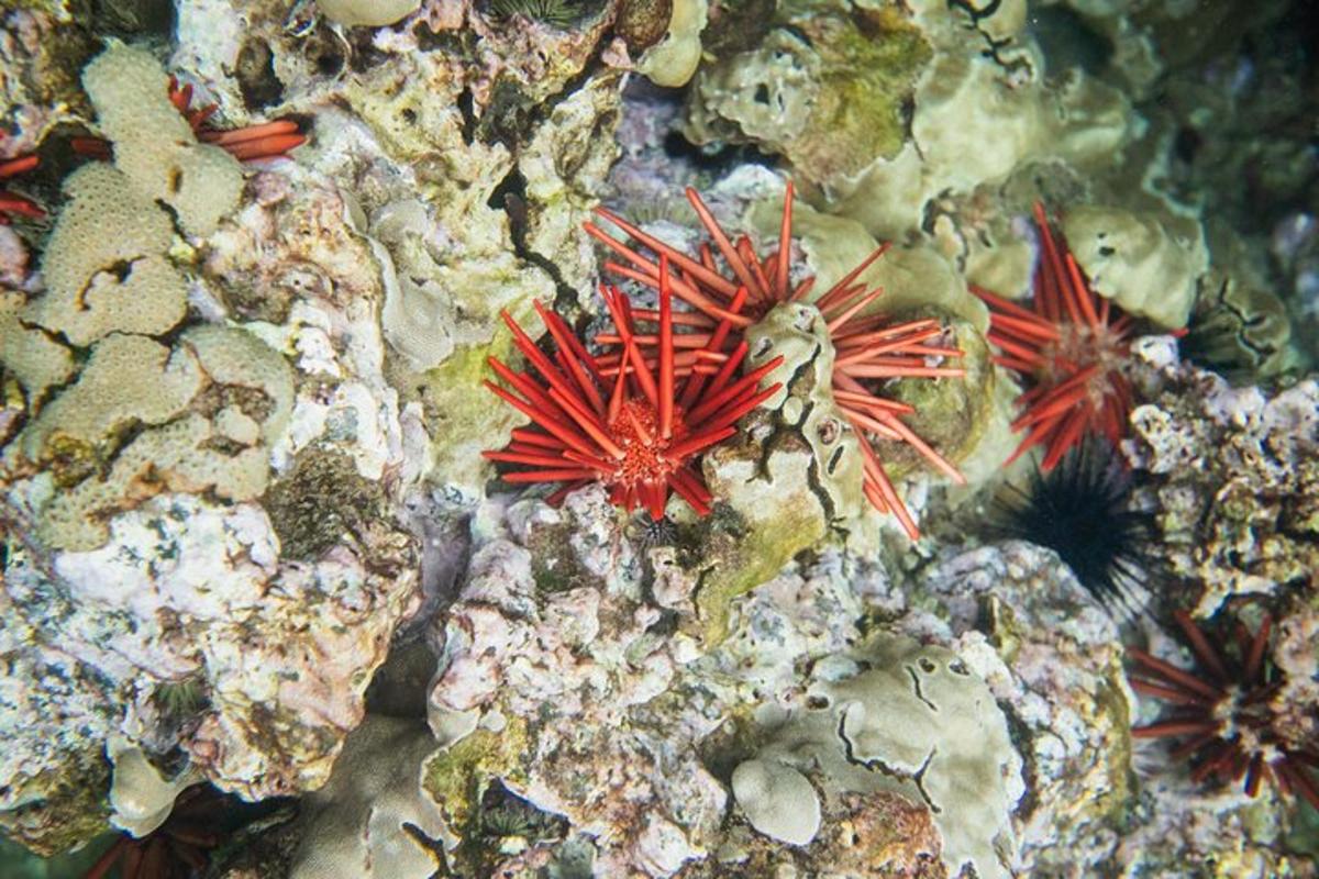 un gruppo di stelle marine rosse sulla barriera corallina