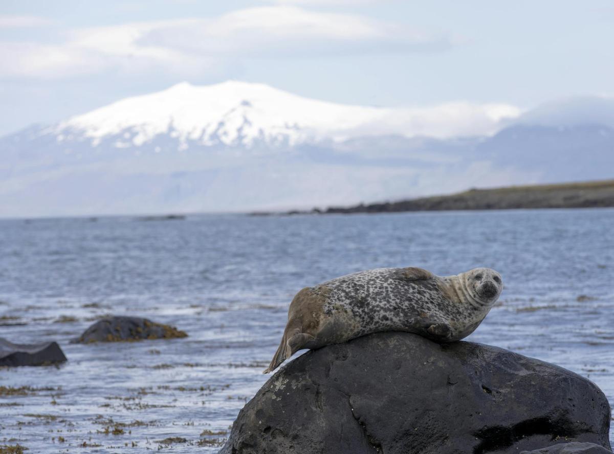 uma foca deitada em uma rocha na água
