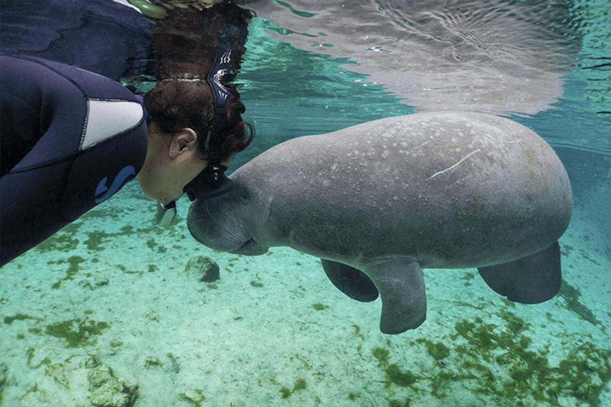 una donna sta guardando una foca nell'acqua