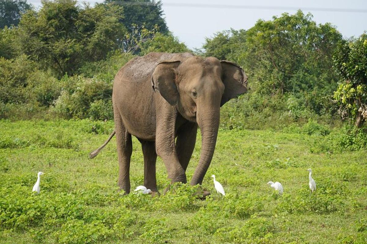 um elefante parado em um campo ao lado de pássaros