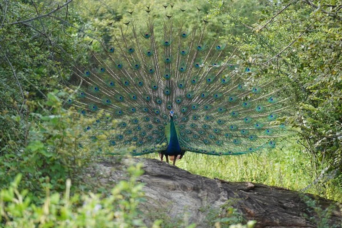 um pavão com suas penas para fora em pé sobre um tronco