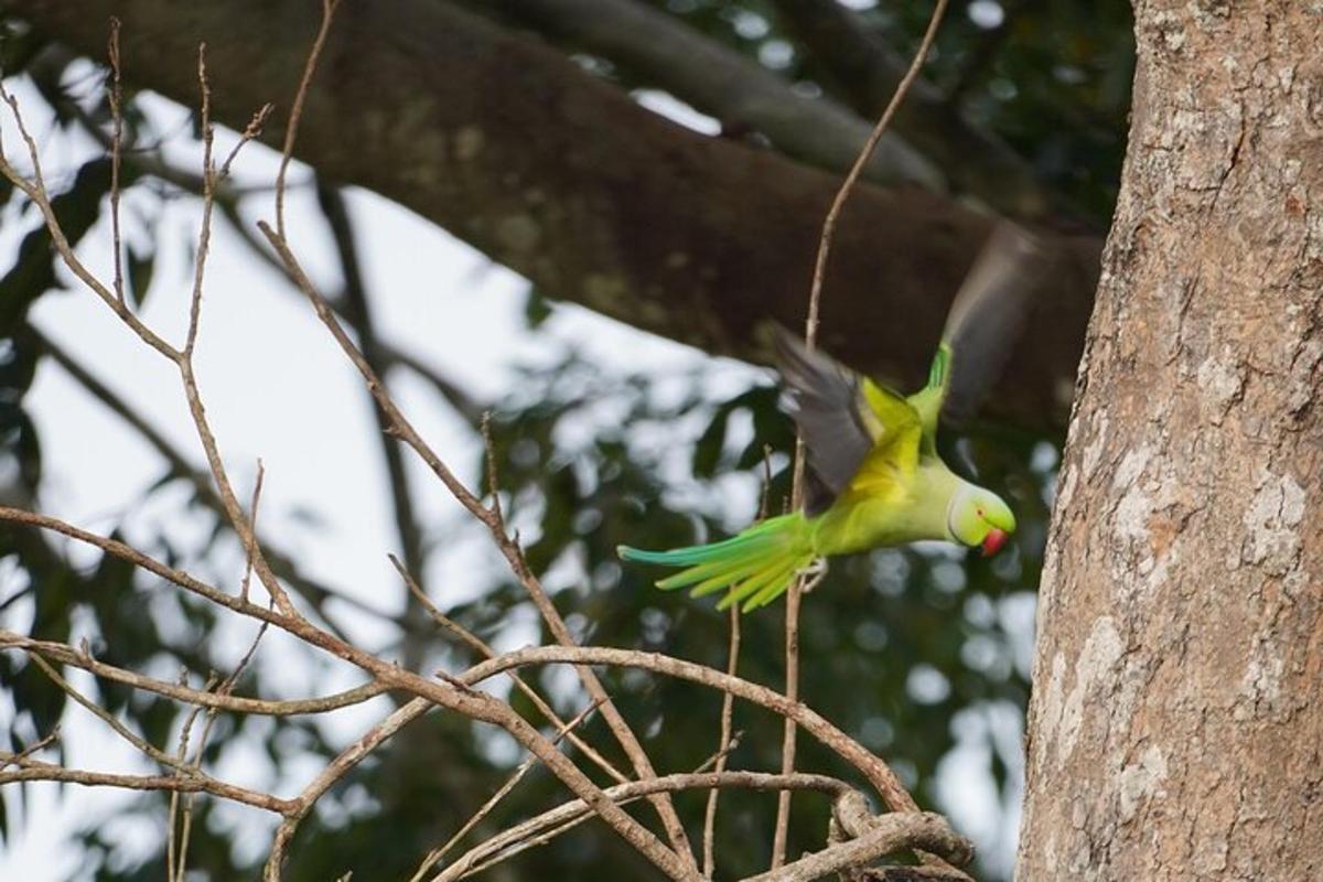 a green bird perched on top of a tree