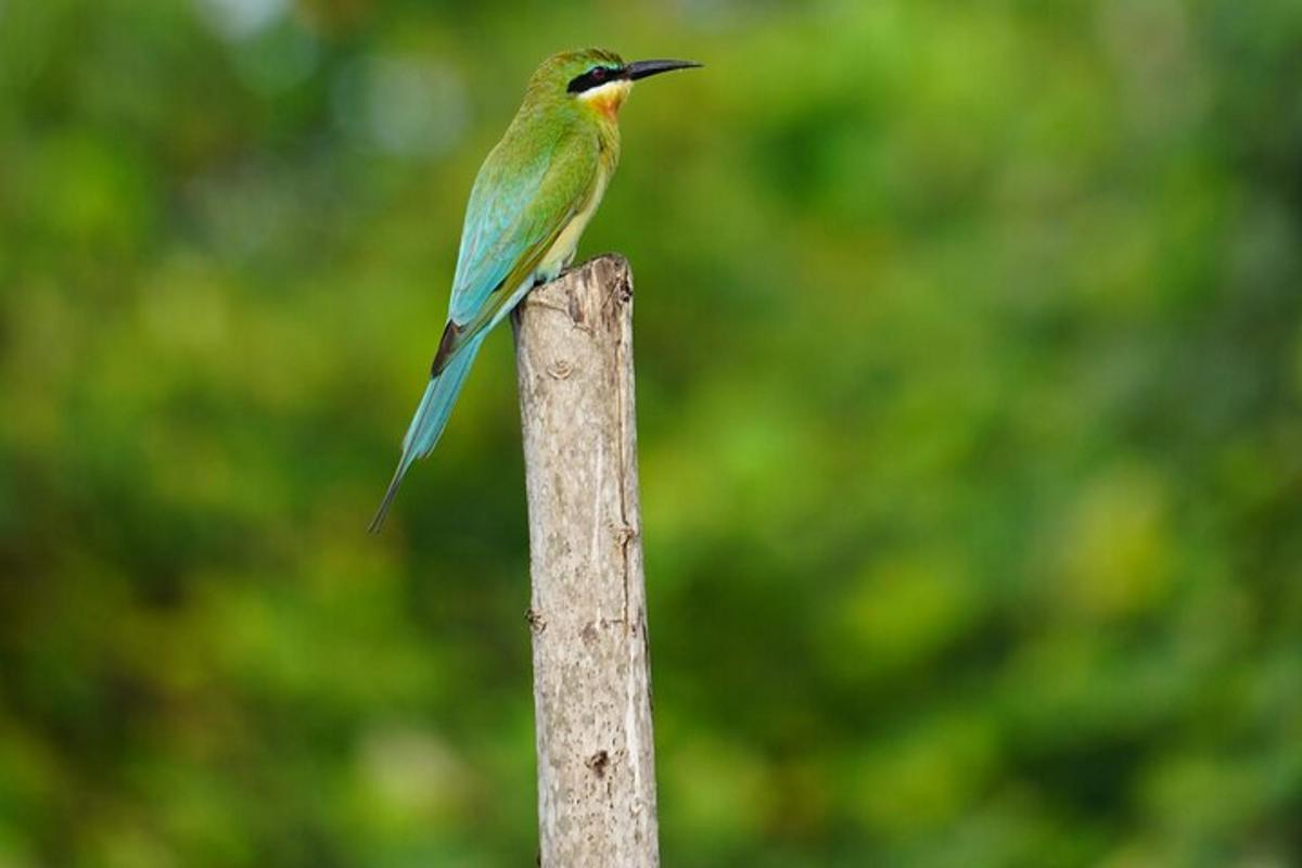 seekor burung hinggap di atas tiang kayu