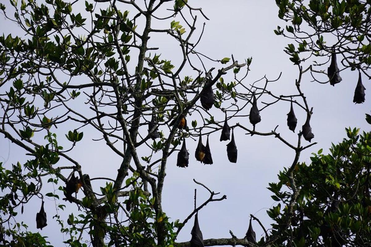 pokok yang dipenuhi dengan banyak beg gantung