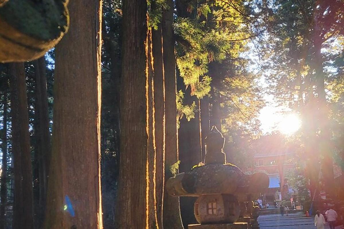 a group of trees with the sun shining through them