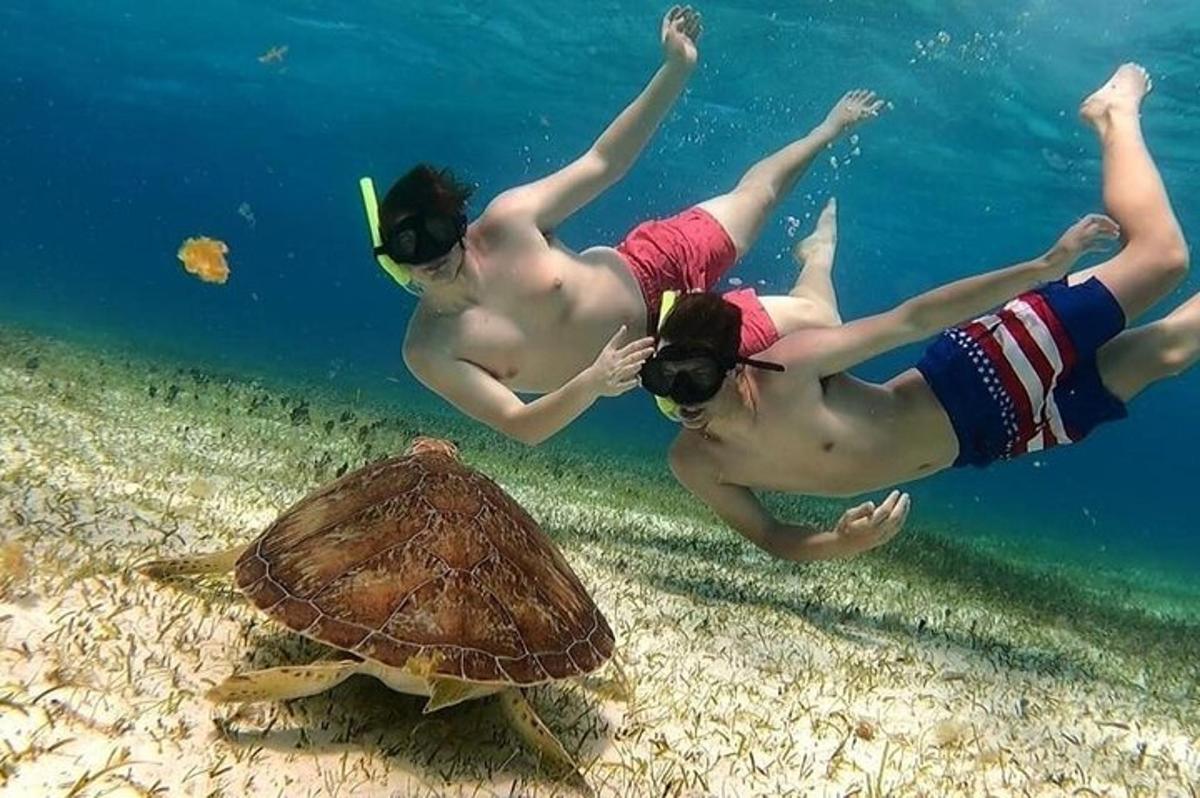 Dos personas nadando junto a una tortuga marina en el agua.