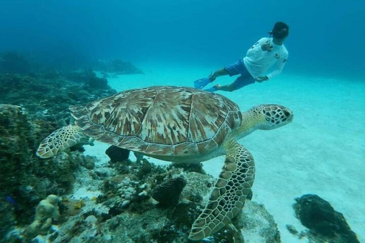 une tortue nageant dans l'océan avec un homme sous l'eau