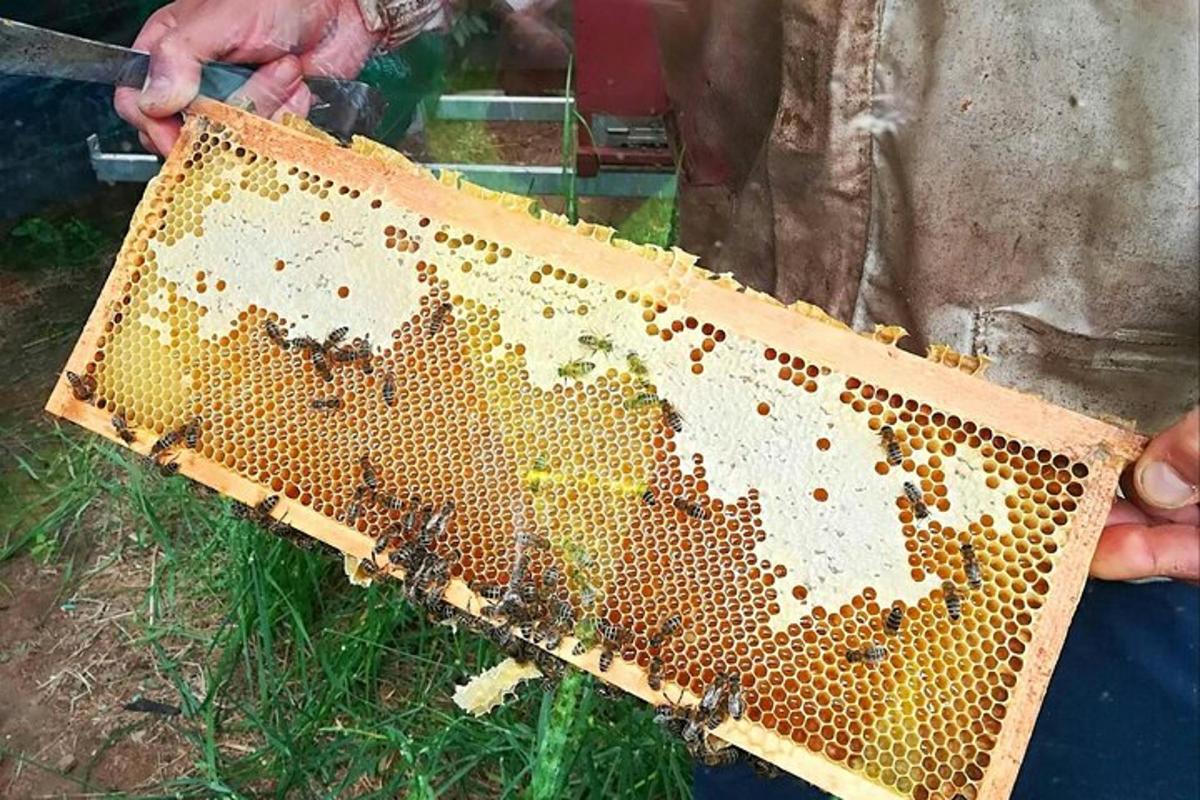 arılarla dolu bir kovan tutan kişi