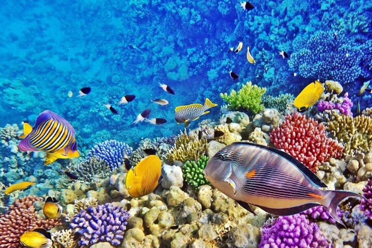 un escull de corall amb peixos de colors a l'oceà