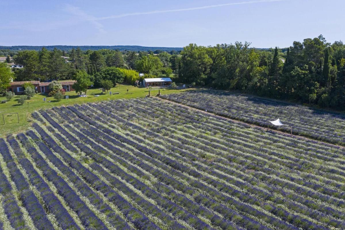 an overhead view of a large onion field