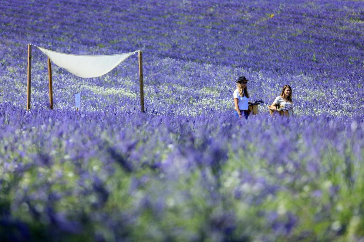 two women standing in a field of purple flowers