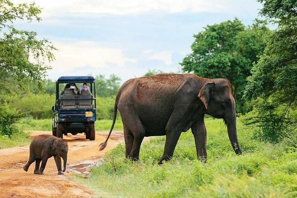 a baby elephant walking on a dirt road with an adult elephant