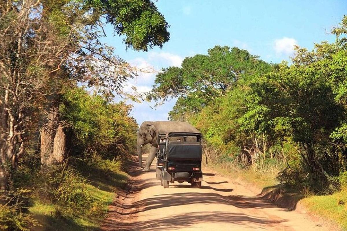an elephant walking down a dirt road next to a car