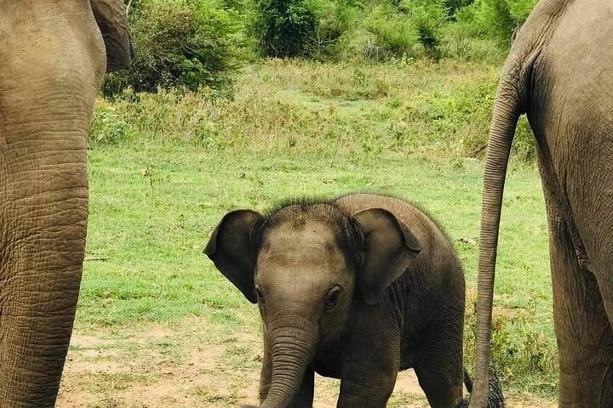 a baby elephant standing next to an adult elephant