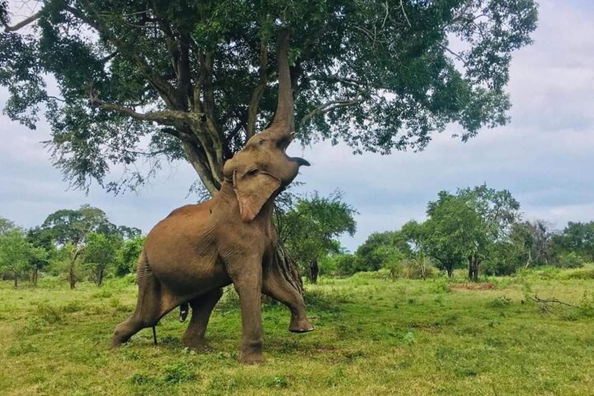 an elephant standing on its hind legs next to a tree