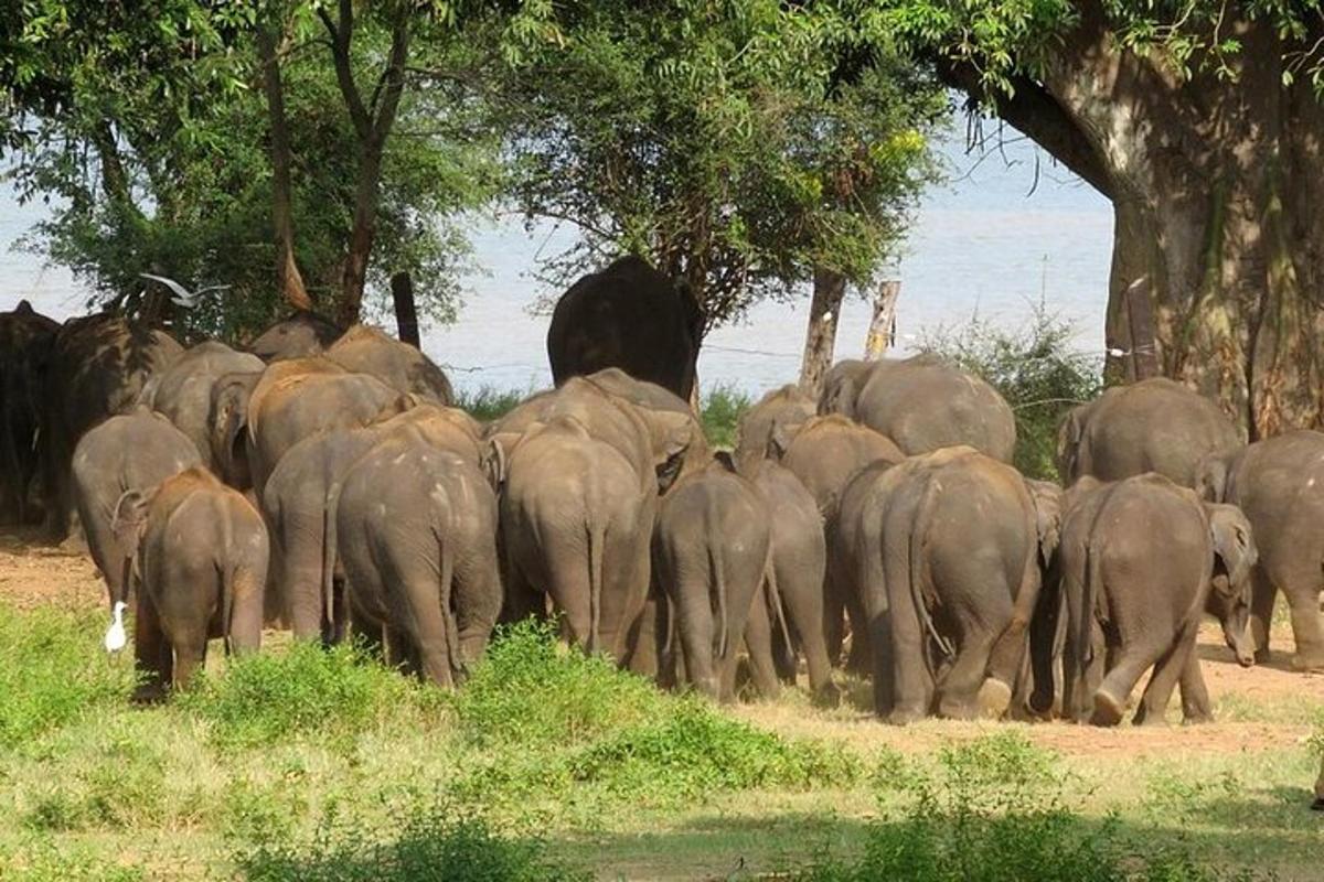 a herd of elephants walking down a field