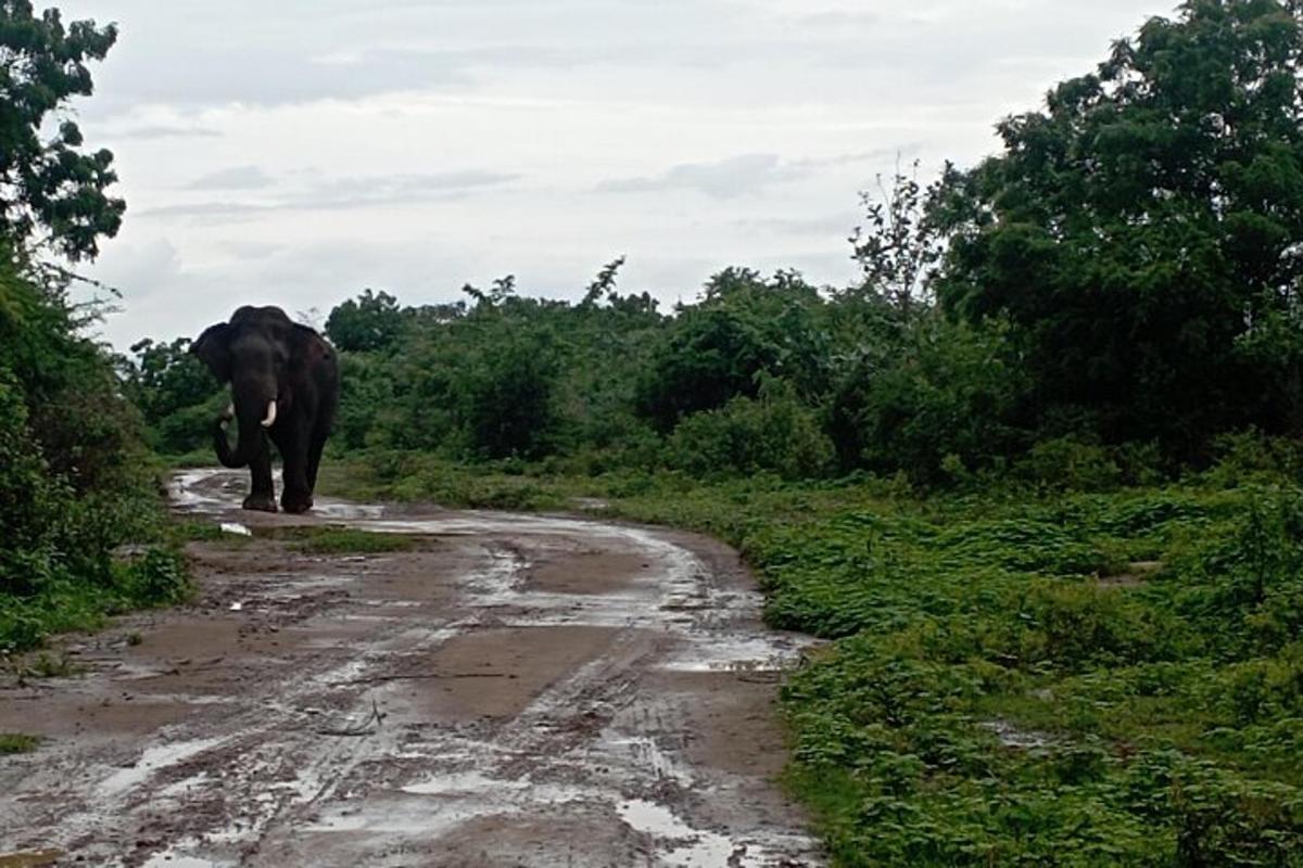 an elephant walking down a dirt road