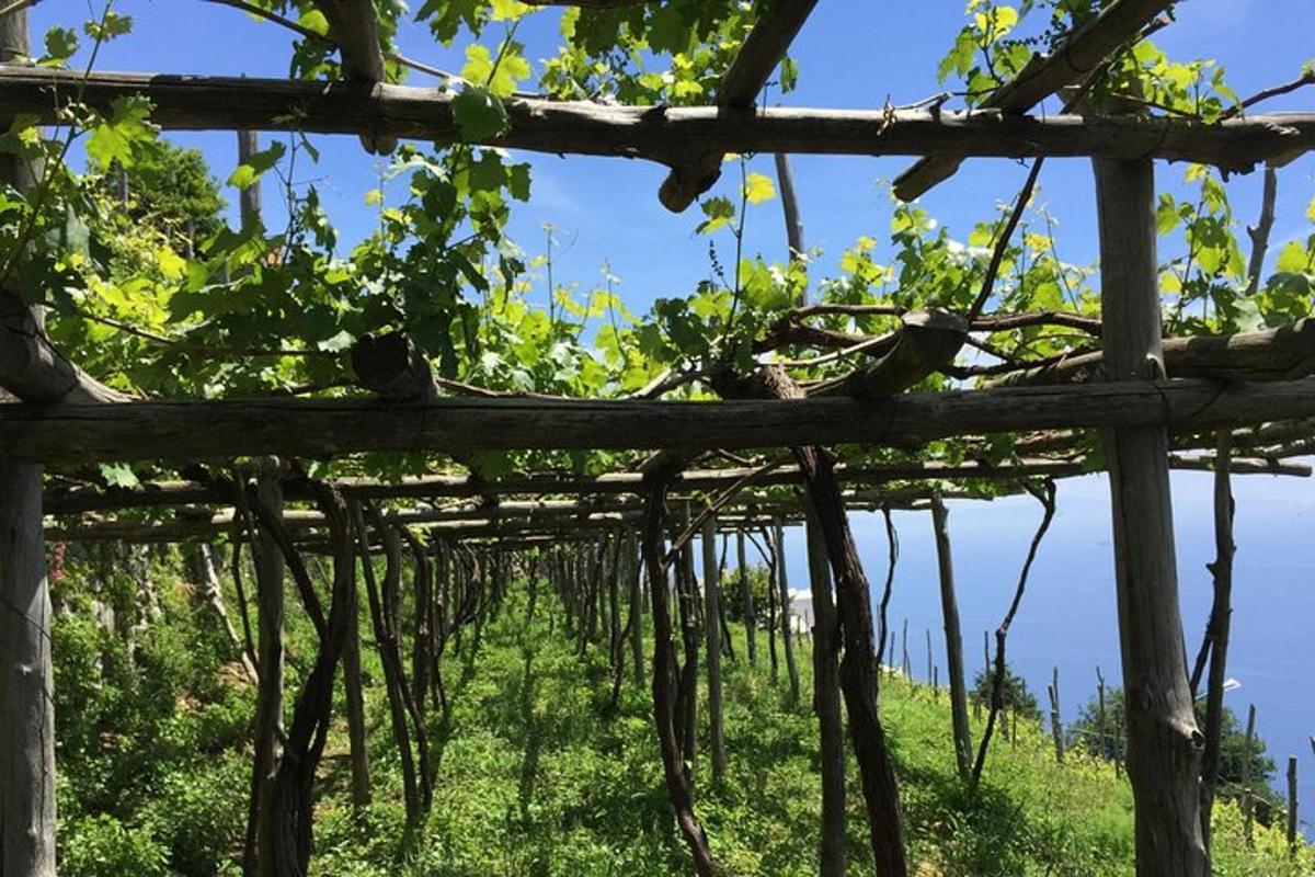 o vie cu viță de vie atârnată de o pergolă din lemn
