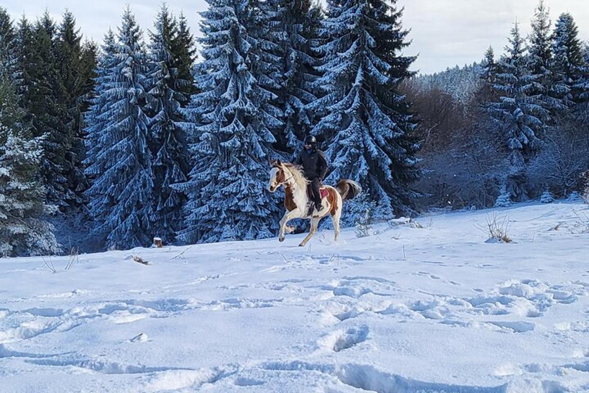 коњ галопира кроз снег на пољу