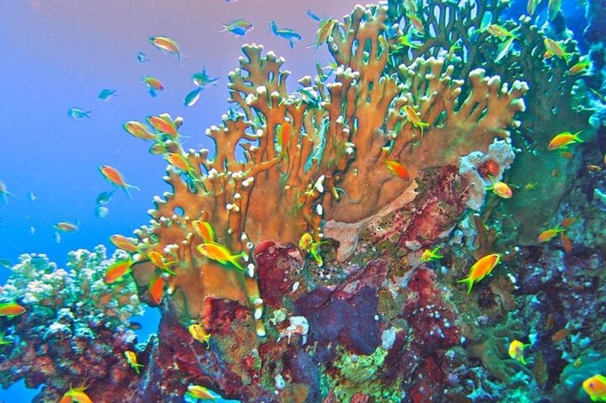 una barriera corallina colorata con pesci sopra