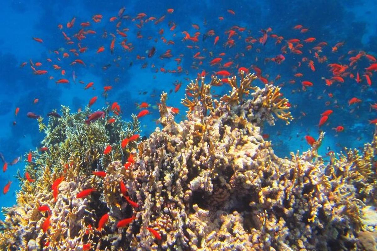 a coral reef with fish in the ocean