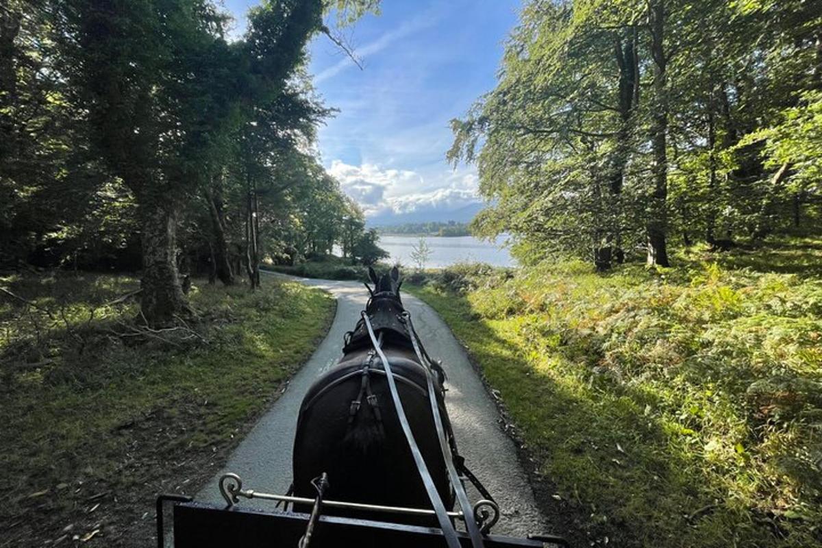 gondola na cesti z drevesi in vodo