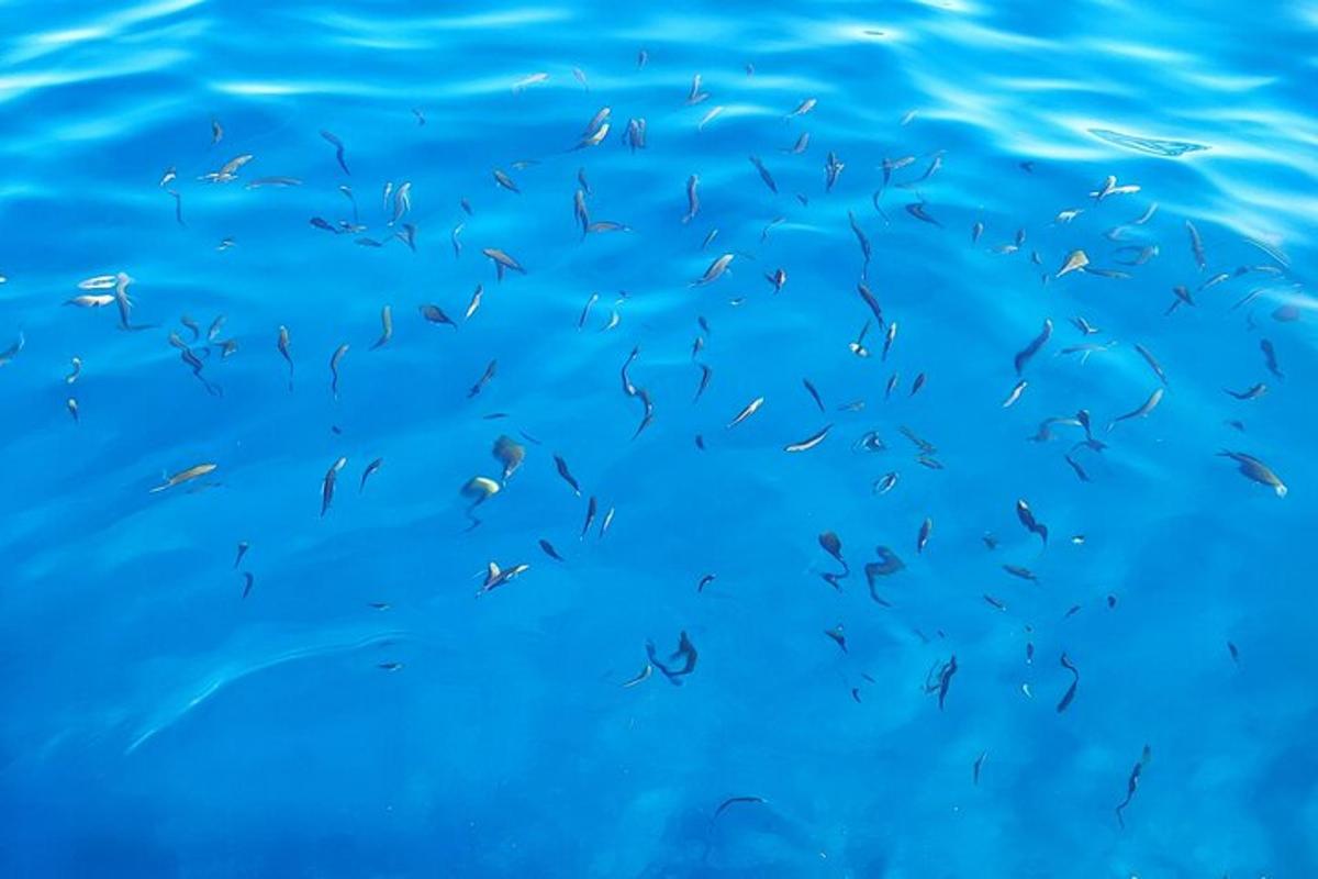a flock of birds flying over the water