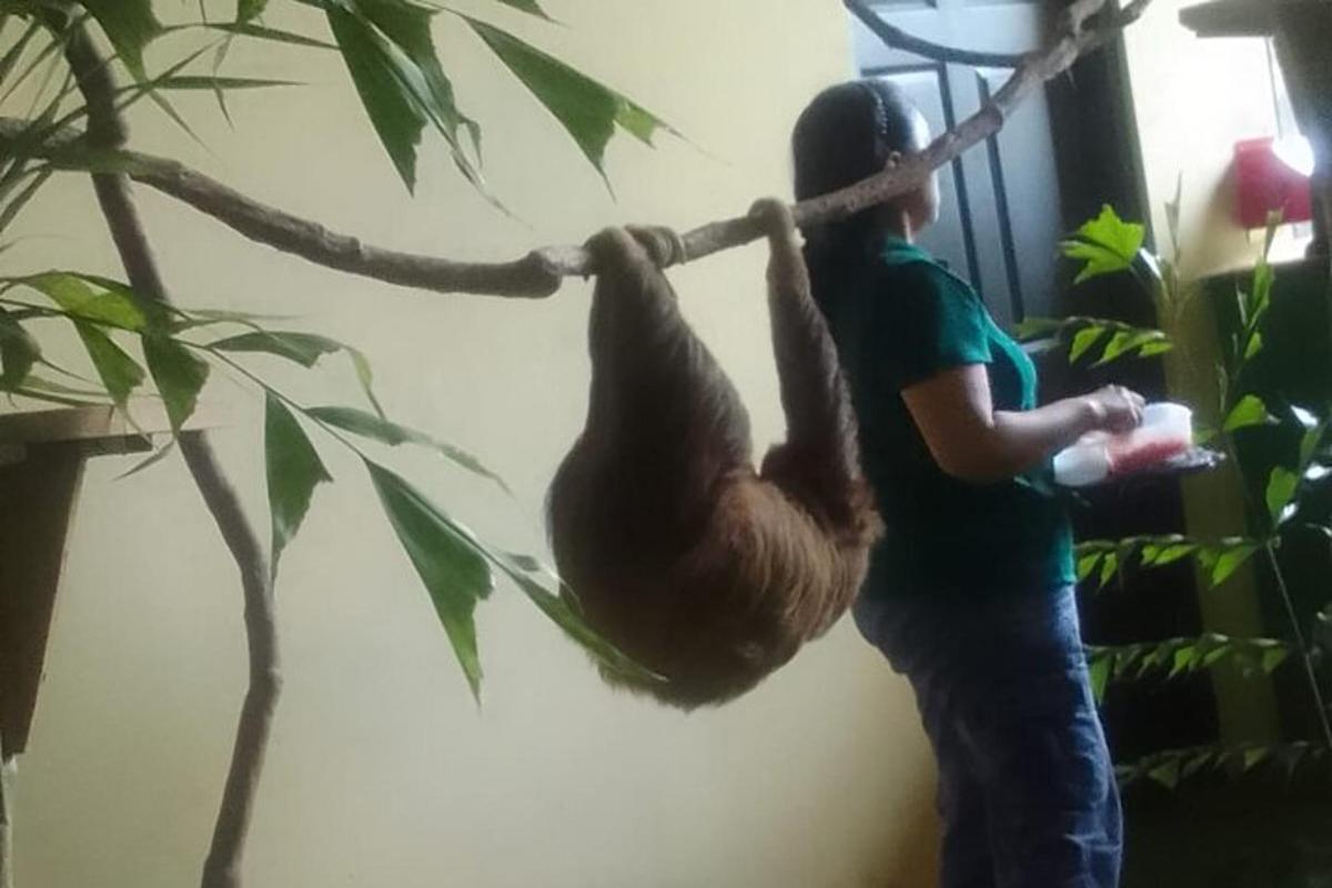 Ένας άντρας σκαρφαλώνει σε μια νωθρότητα που κρέμεται από ένα δέντρο