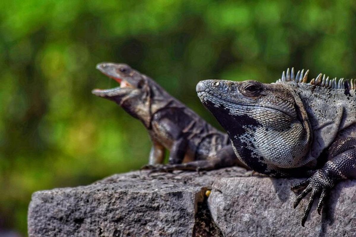 dois iguanazardos sentados em uma rocha