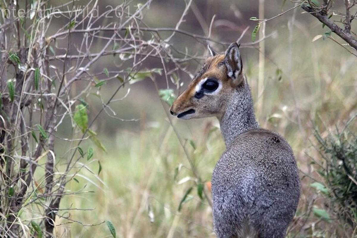 un cerbiatto è in piedi in un campo