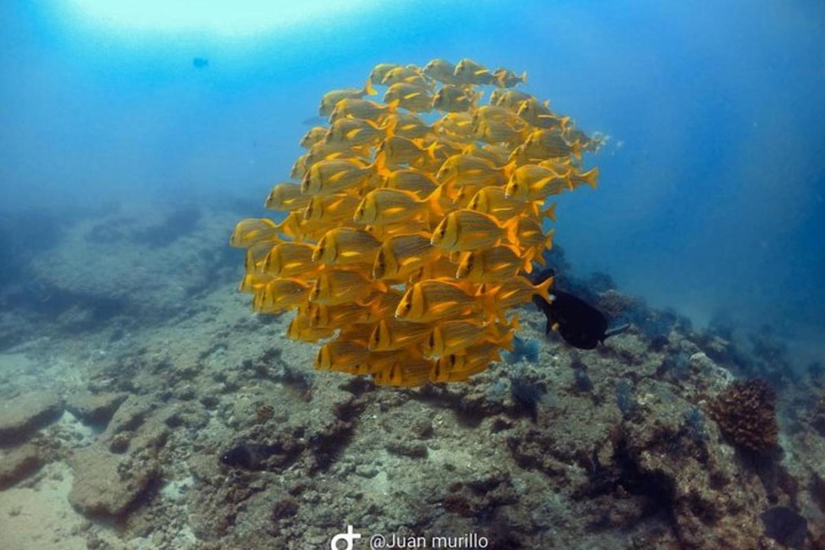 a group of fish on a coral reef