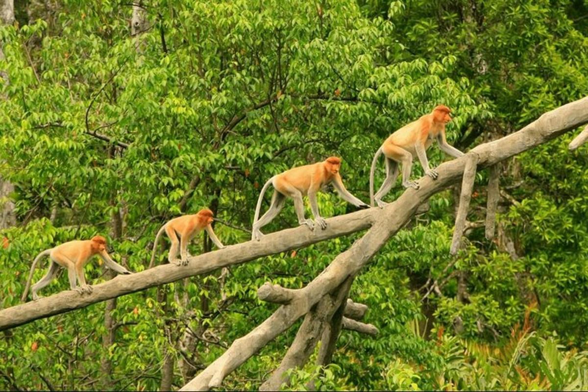 un grupo de monos caminando sobre los árboles