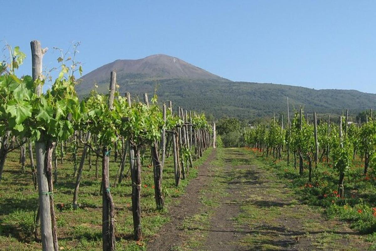 ένα χωράφι με αμπέλια με ένα βουνό στο φόντο