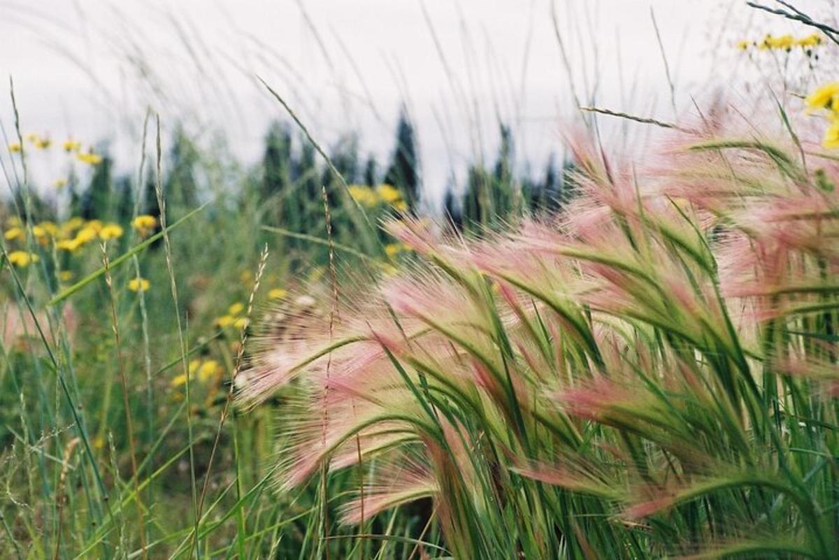 a field of tall grass with flowers in the background