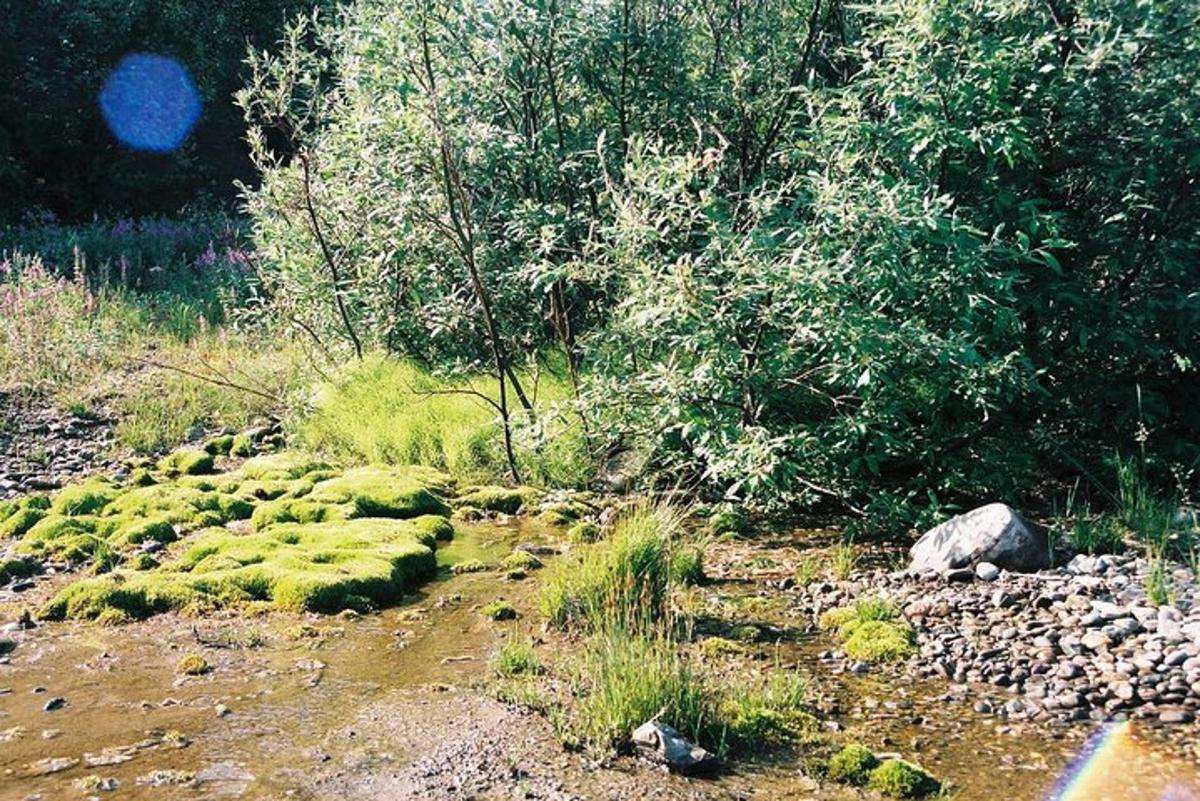 a field with moss and trees and a river