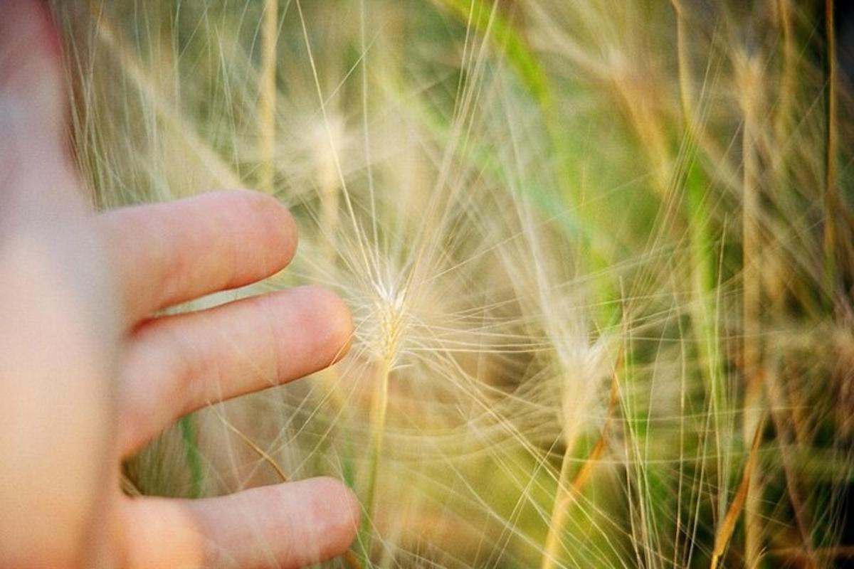 a close up of a persons hand touching a plant