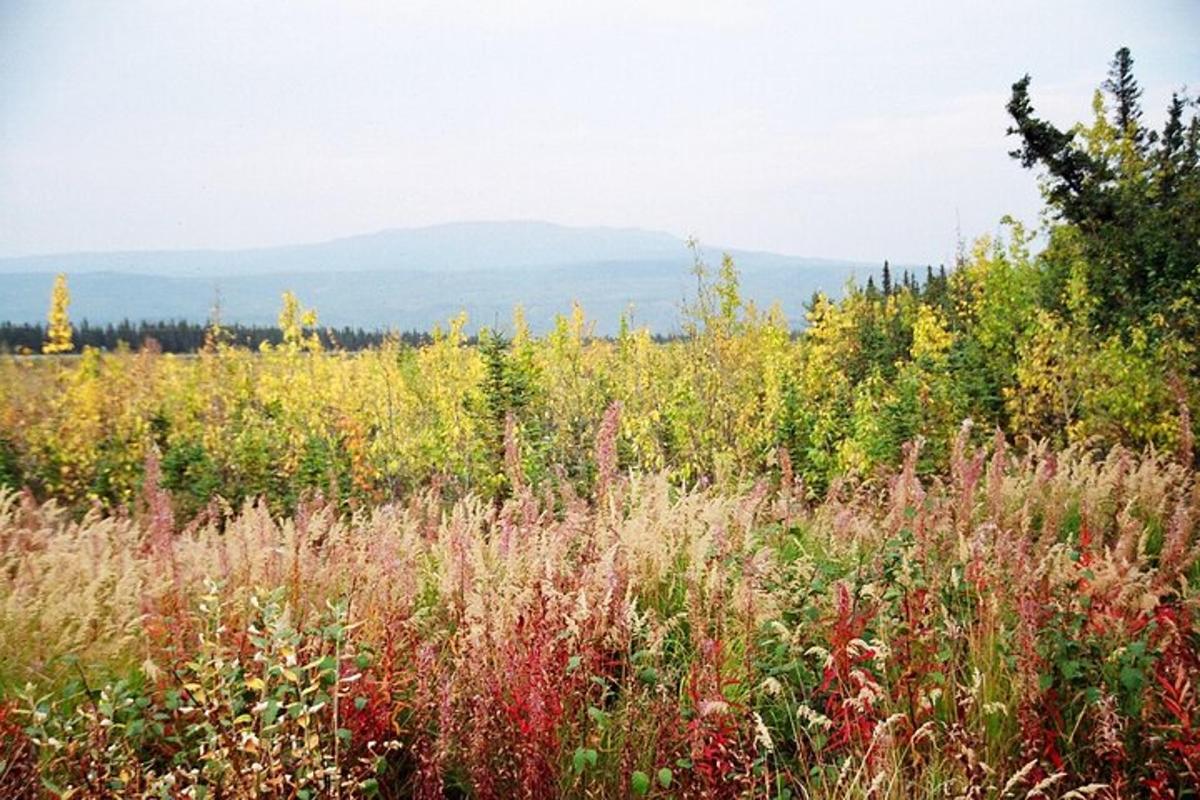 a field of tall grass with mountains in the background