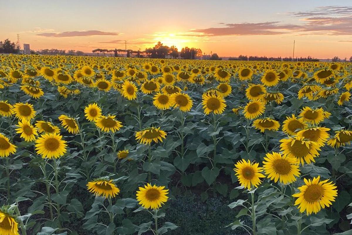 um campo de girassóis ao pôr do sol