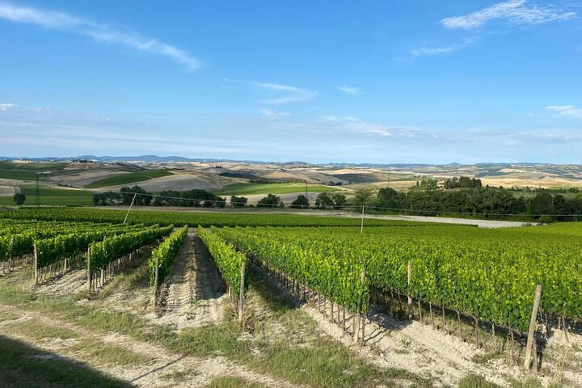 un vigneto con filari di uva in un campo
