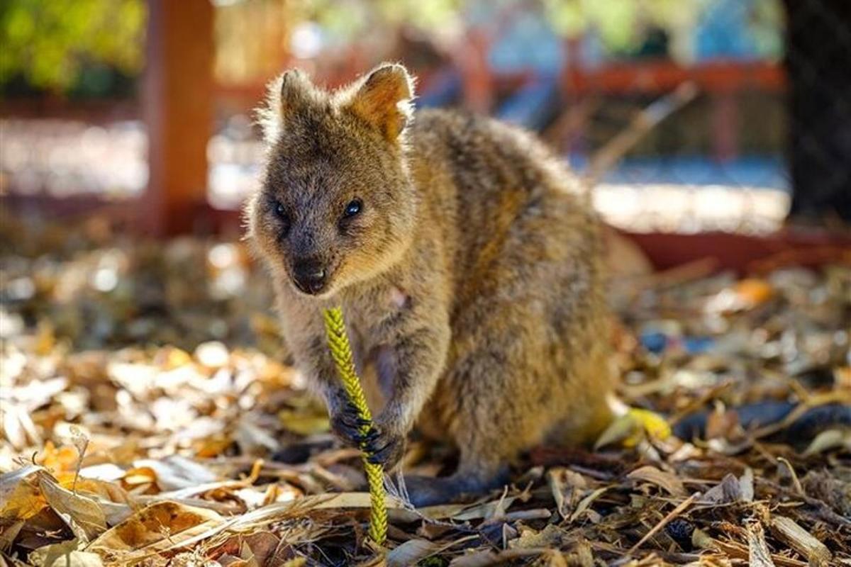 a baby koala is playing with a yellow rope