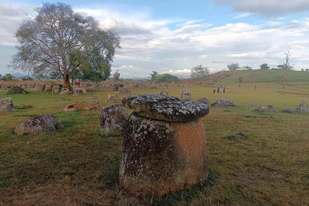 a field with rocks and a field with a tree
