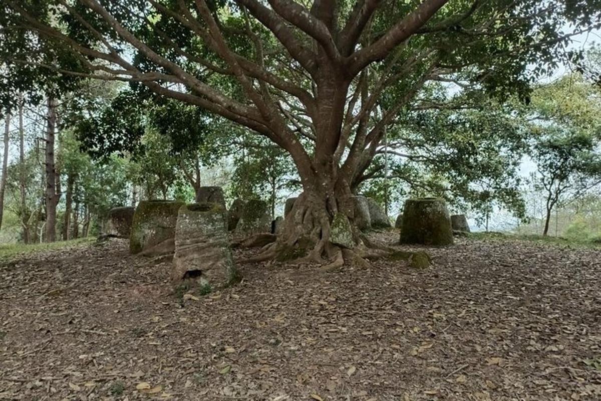 a tree in a field with rocks around it