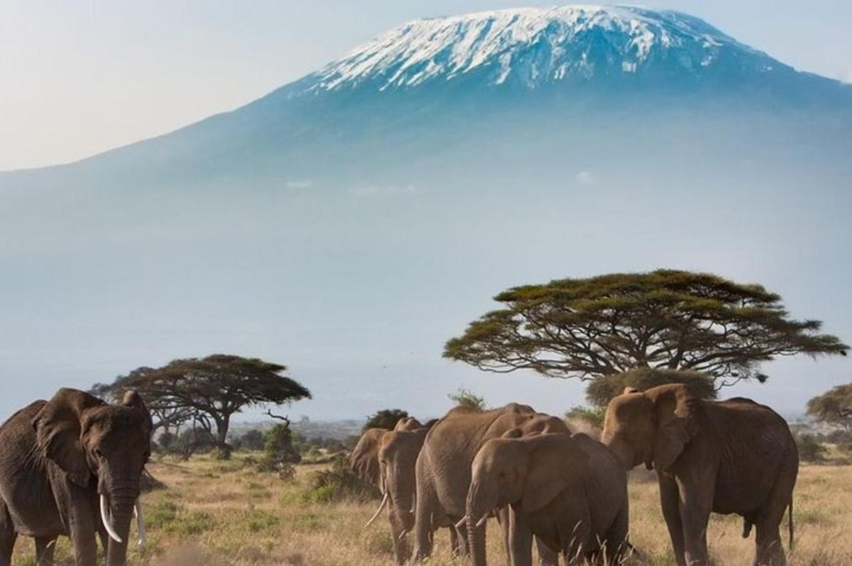 a herd of elephants walking in front of a mountain