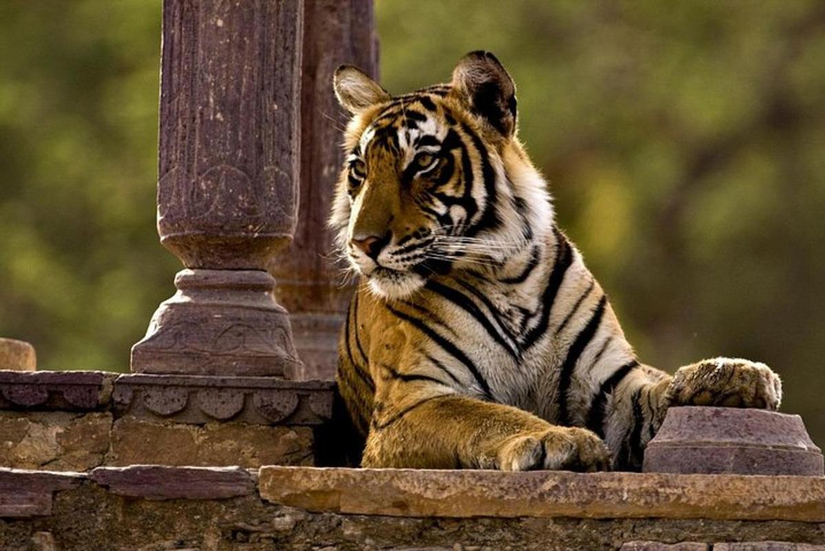 tiger leži na vrhu kamnitega zidu