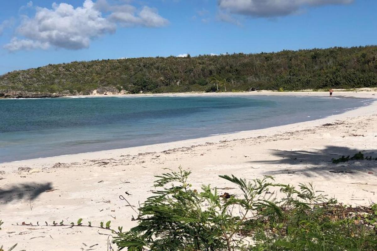 a sandy beach with the ocean and trees in the background