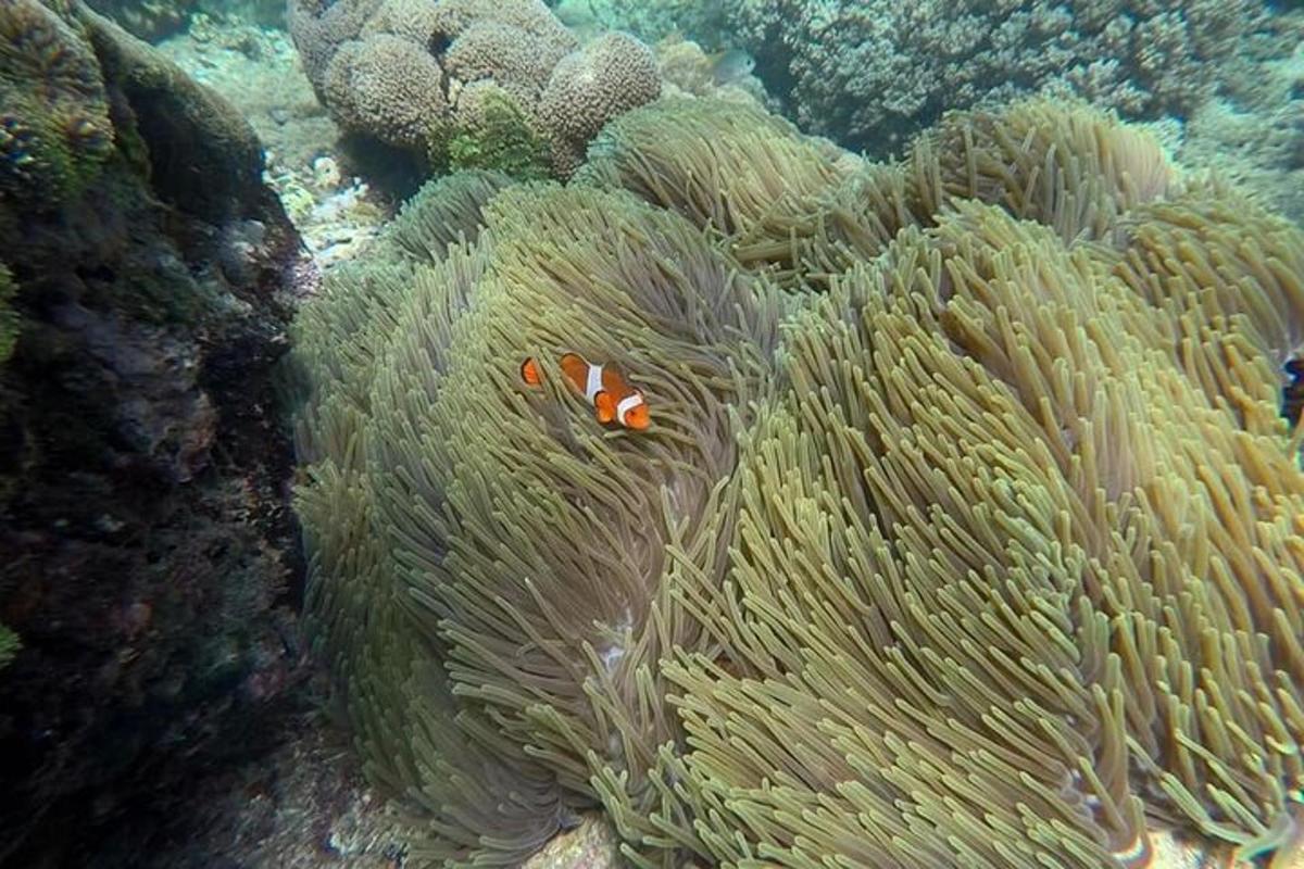 Un coral con un pez payaso en el océano.